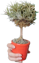 Potted Tree